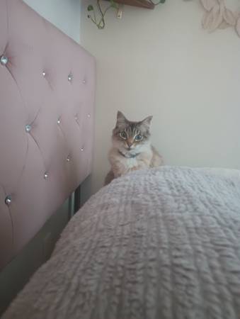 Ragdoll/Siberian mix cats (Richmond)63861571765251121