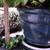 VINTAGE Butterfly Arrowhead Vine HOUSEPLANT Syngonium Podophyllum 5 thumbnail