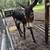 Donkey 1 thumbnail