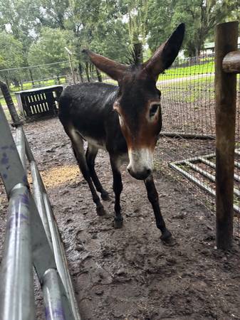 Donkey 1
