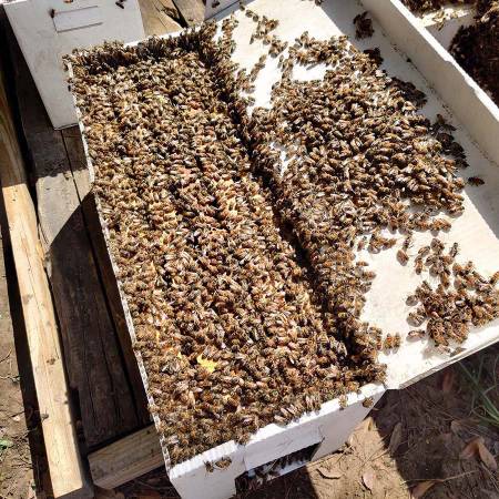 5 Frame Nucs 1