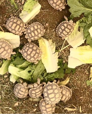 sulcata tortoises 1