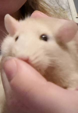 Rats and mice (Beatrice)63857444968835124