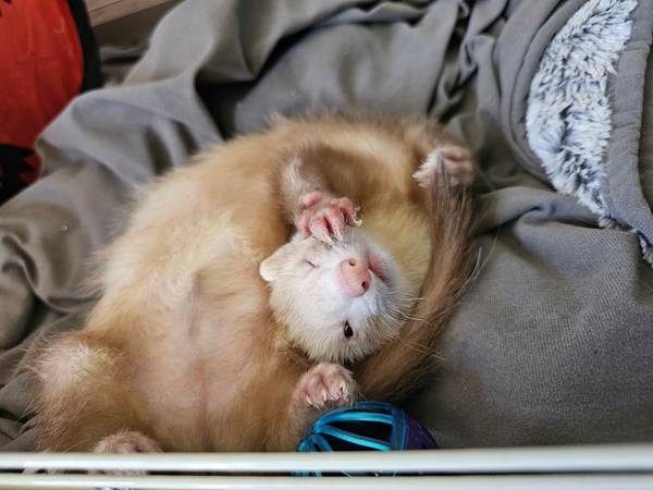 Ferret63881505843969121
