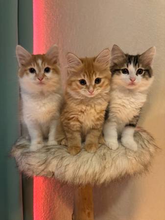 Hypoallergenic Siberian kittens (Austin)63975349544322121