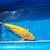 Dainichi yellow monkey ginrin chagoi koi 5 thumbnail