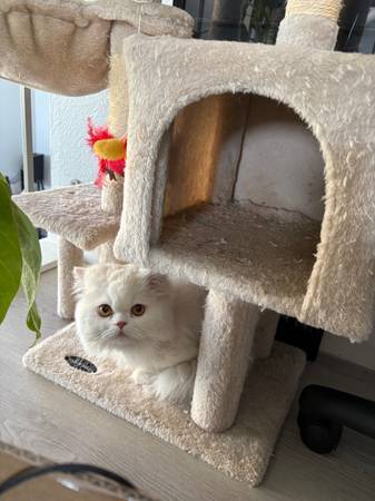 Beautiful White Persian Male – Sweet, Loving, and Looking for a Home63658975936513123