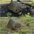 Affordable,Clean ups,log split,tree removal,&More 610-961-2045 14 thumbnail