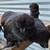 Silkie Hens ~All Feather Types Silkie, Satin, Frizzle, Satin Frizzle 5 thumbnail