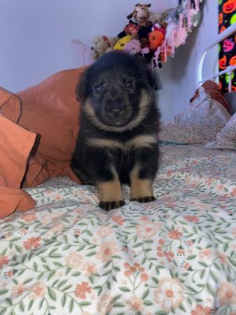 Gsd pup63851204725121122