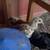 BABY EASTER EGGER CHICKS 4 thumbnail