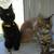 kitties need furrever homes 2 thumbnail