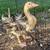Sebastopol Goslings (Geese Babies) 3 Females each 11 thumbnail
