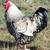 Rooster 3 thumbnail