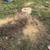 Stump grinding removal 5 thumbnail