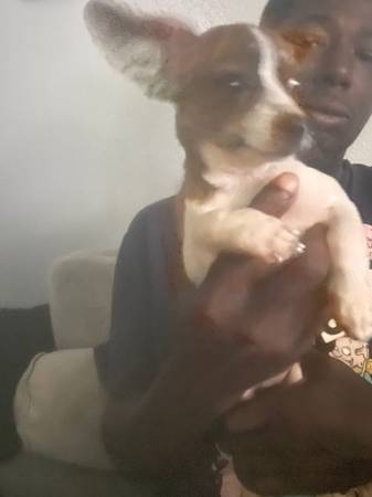 Chihuahua necesita reubicación (Pompano Beach)63685533178371123