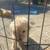 Golden doodle 9 thumbnail