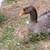 Toulouse geese 3 thumbnail