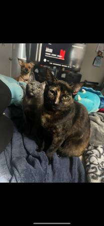 Cats up for adoption (Port Hueneme)63686091012609120