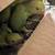 Indian ringneck babies 2 thumbnail
