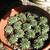Closing Nursery low price plants Open 9-1 in Capitola 8 thumbnail