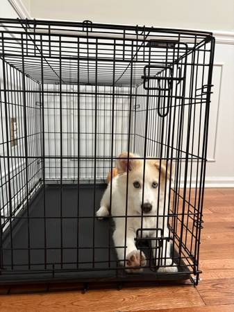 Cachorro Husky/Lab (Jacksonville)63925384940802124