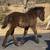 Flashy blue roan Brabant Belgian/ Gypsy cross filly! 12 thumbnail
