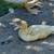 Muscovy Ducks, 6weeks-13weeks 5 thumbnail