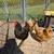 Chickens 2 thumbnail