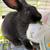 Rabbits 3 thumbnail