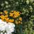White Phlox & Black Eyed Susan Perennials in Bloom From Private Garden 3 thumbnail