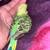 Parakeets 7 thumbnail