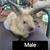 Bunnies (Pet) - $10 rehoming fee 3 thumbnail