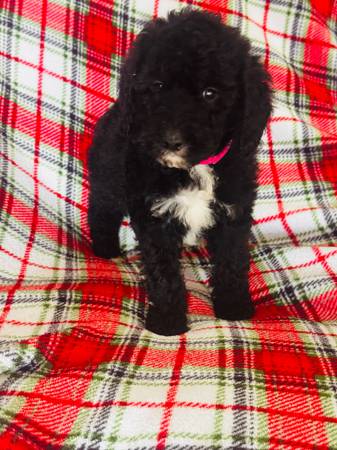 Golden Aussie Doodles (Bloomington)64678981716227121