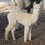 Alpacas 10 thumbnail