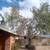 ❎Raul's Cactus and Tree and Service 520 304 3677 5 thumbnail