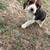 Beagle puppies 10 thumbnail