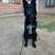 Rehoming black male german shepherd 1 thumbnail
