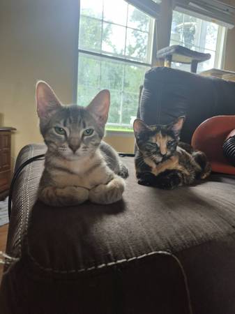 Free kittens!! 1