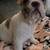French Bulldog puppies 3 thumbnail
