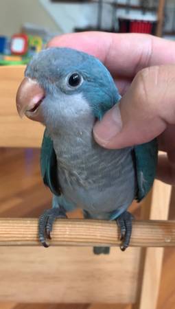 Blue Baby Quaker Parrot63618994803713122