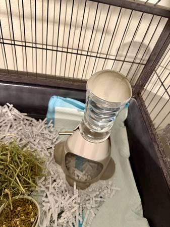 Rehoming sweet GUINEA PIG young, healthy “Bobby” (Livermore)63861571970433122