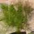 Aquatic Hornwort Plants -pond water aquarium 1 gallon b 1 thumbnail