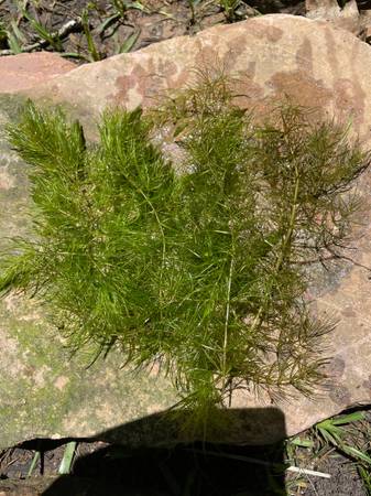 Aquatic Hornwort Plants -pond water aquarium 1 gallon b 1