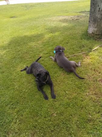*****Blue nose American Pitbull - cachorro de 2 años (Venice)63867198095491124