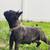 Rehoming french bulldog 1 thumbnail