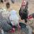 Chicken Coop and Chickens 10 thumbnail