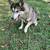 Husky/GSD/Malamute Female for rehome 5 thumbnail