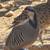 Chukars 13 thumbnail