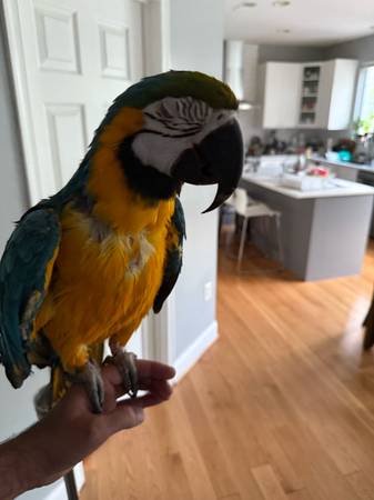 Blue and Gold Macaw (Woodbridge)63843455633409121